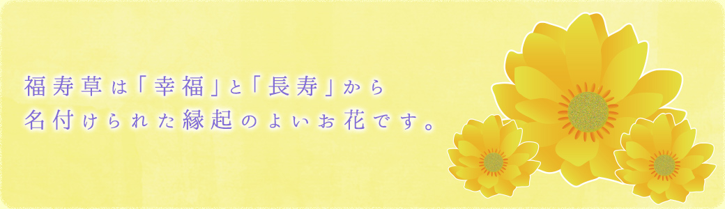 福寿草は「幸福」と「長寿」から名付けられた 縁起のよいお花です。 